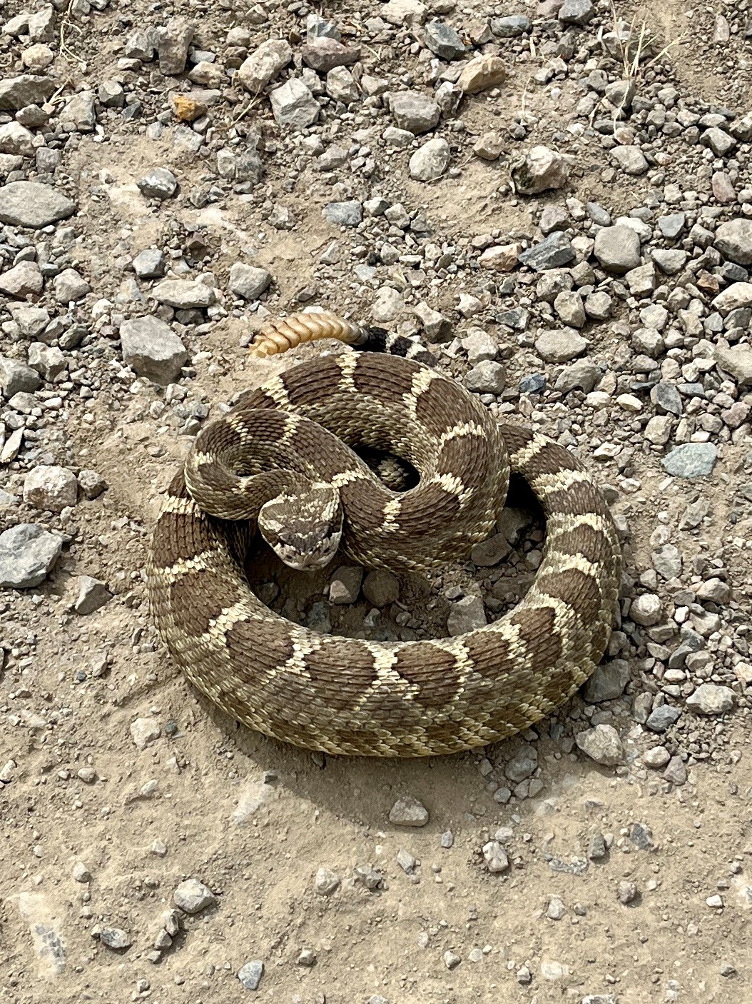 Rattlesnake coiled
